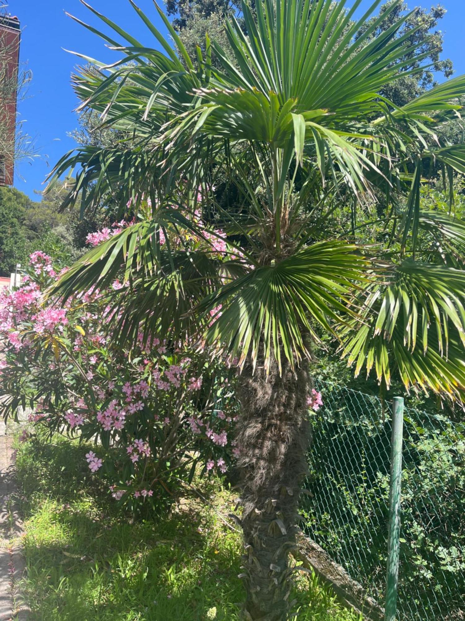 Villa Matovica Kampor المظهر الخارجي الصورة